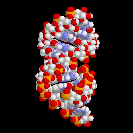 A-RNA